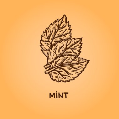 doğal baharat. derleme vektörel çizimler. mutfak otlar, baharatlar. Vintage tarzı. elle çizilmiş.