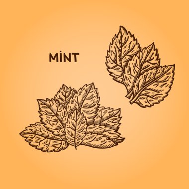 doğal baharat. derleme vektörel çizimler. mutfak otlar, baharatlar. Vintage tarzı. elle çizilmiş.