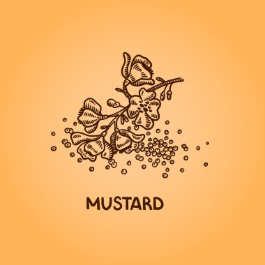 doğal baharat. derleme vektörel çizimler. mutfak otlar, baharatlar. Vintage tarzı. elle çizilmiş.