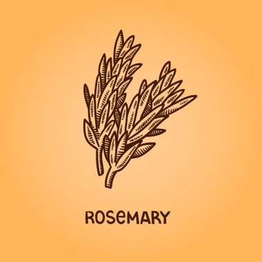 doğal baharat. derleme vektörel çizimler. mutfak otlar, baharatlar. Vintage tarzı. elle çizilmiş.