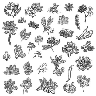 large collection of different spices and herbs. Natural spices. Compilation of vector sketches. Kitchen herbs and spice. Vintage style. Hand drawn.