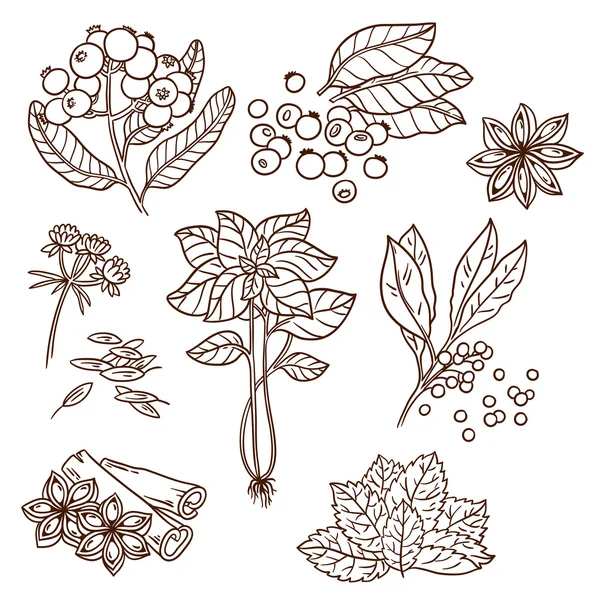 Set of Herbs and Spices. Natural spices. Compilation of vector sketches. Kitchen herbs and spice. Vintage style. Hand drawn. — Stock Vector