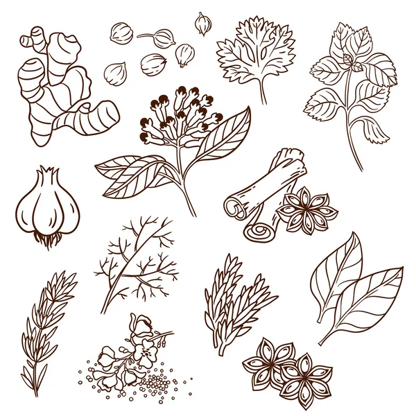 Set de Hierbas y Especias. Especias naturales. Compilación de bocetos vectoriales. Hierbas de cocina y especias. Estilo vintage. Dibujado a mano . — Vector de stock