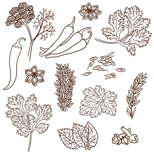 Set de Hierbas y Especias. Especias naturales. Compilación de bocetos vectoriales. Hierbas de cocina y especias. Estilo vintage. Dibujado a mano . — Vector de stock