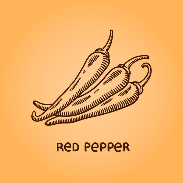 Natural spices. Compilation of vector sketches. Kitchen herbs and spice. Vintage style. Hand drawn.