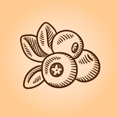 Kızılcık. Retro gravür tarzı resimde. Elle çizilmiş.