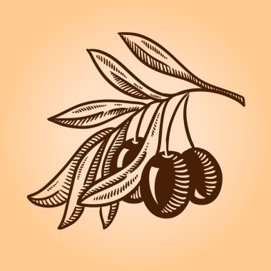 Vektör çizimi zeytin ağacı dalı. Elle çizilmiş stil oyma.