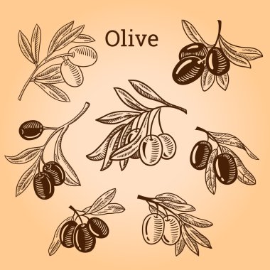 Vektör çizimi zeytin ağacı dalı. Elle çizilmiş stil oyma.