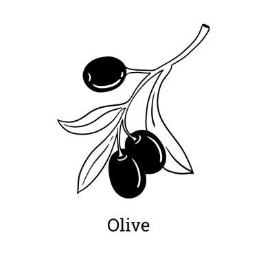 Vektör çizimi zeytin ağacı dalı. Elle çizilmiş stil oyma.