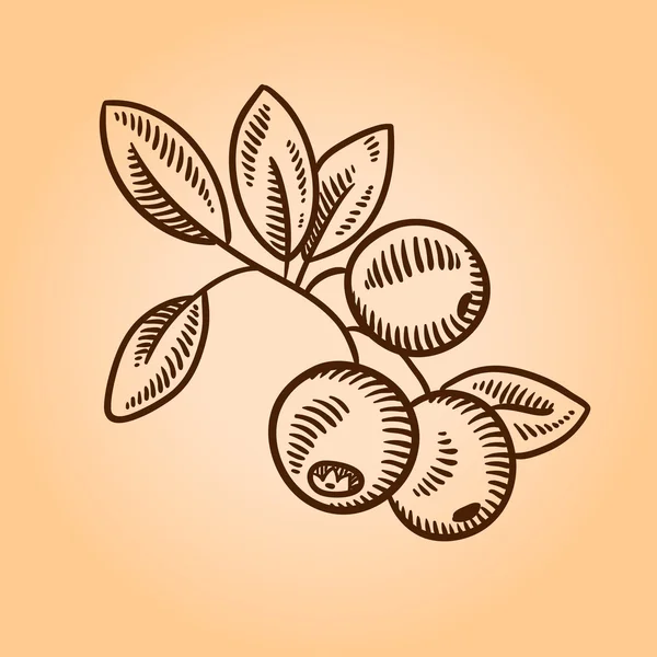 Kızılcık. Retro gravür tarzı resimde. Elle çizilmiş.