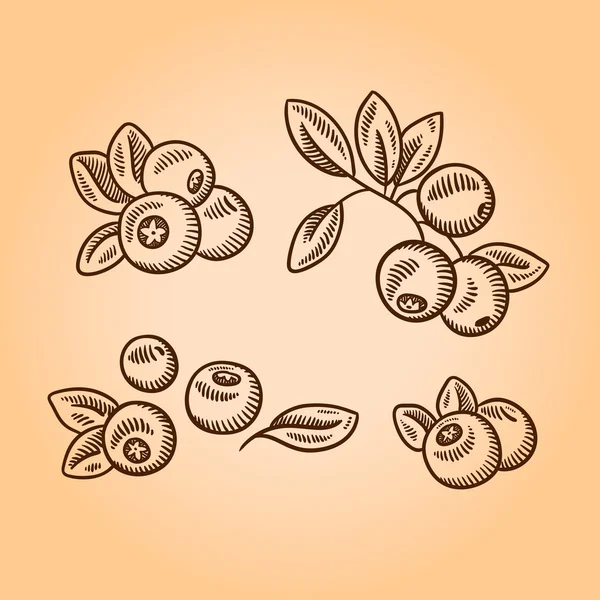 Kızılcık. Retro gravür tarzı resimde. Elle çizilmiş.