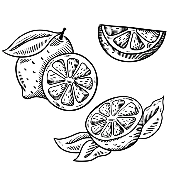 Lemon. Stile di incisione retrò. Disegno a mano vettoriale — Vettoriale Stock