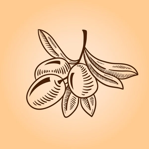 Vektör çizimi zeytin ağacı dalı. Elle çizilmiş stil oyma.