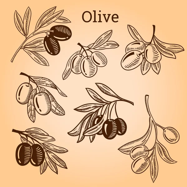 Vektör çizimi zeytin ağacı dalı. Elle çizilmiş stil oyma.