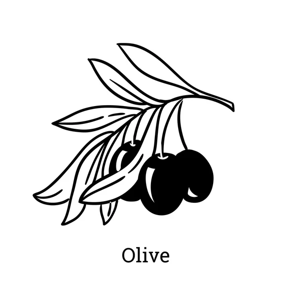 Esboço vetorial de ramo de oliveira. Gravura estilo desenhado à mão . — Vetor de Stock