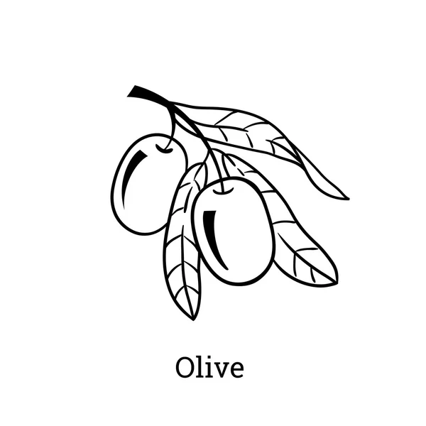 Vektör çizimi zeytin ağacı dalı. Elle çizilmiş stil oyma.