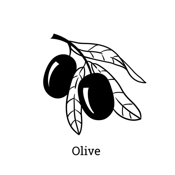 Esboço vetorial de ramo de oliveira. Gravura estilo desenhado à mão . — Vetor de Stock