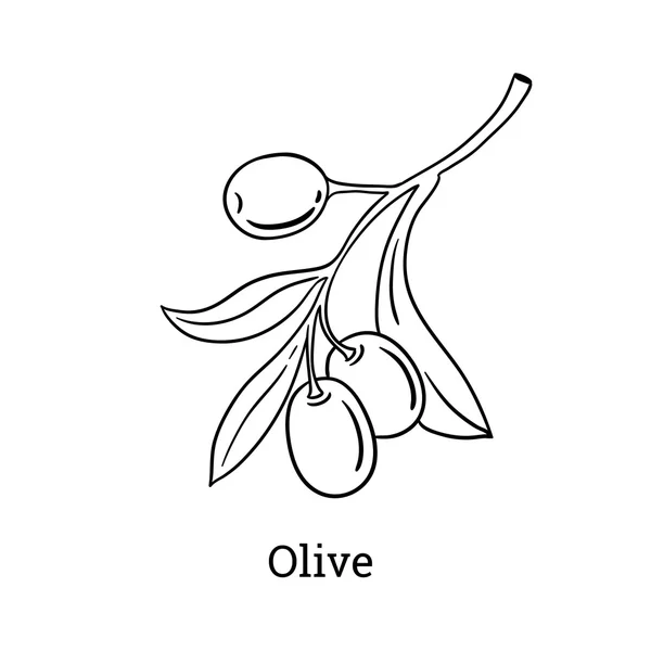 Vector sketch of olive tree branch. Engraving hand drawn style. — Stock Vector