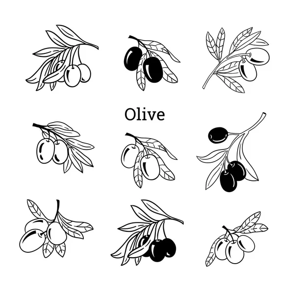 Vektör çizimi zeytin ağacı dalı. Elle çizilmiş stil oyma.