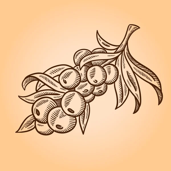 O ramo de frutos do mar-buckthorn. Sanddorn. Gravura ilustração desenhada à mão. Isolado sobre fundo branco . — Vetor de Stock