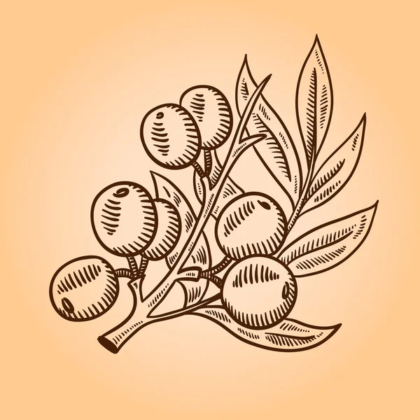 O ramo de frutos do mar-buckthorn. Sanddorn. Gravura ilustração desenhada à mão. Isolado sobre fundo branco . — Vetor de Stock