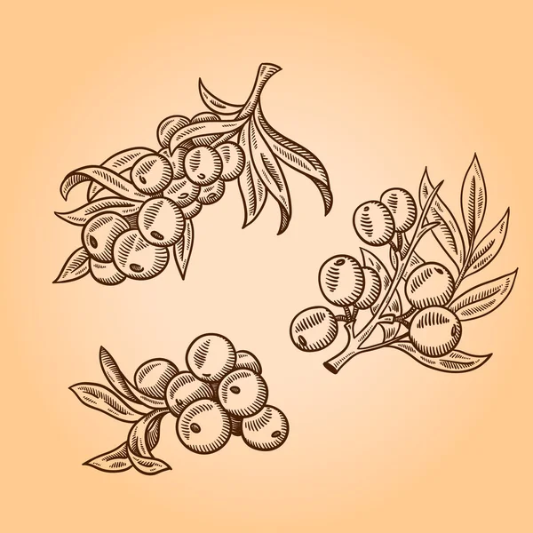 Deniz topalak meyve dalı. Sanddorn. Elle çizilmiş resim oyma. Beyaz arka plan üzerinde izole.