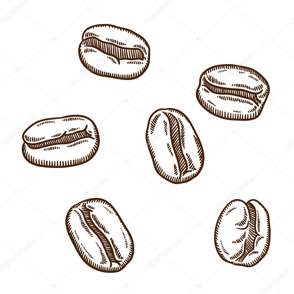 Set Of Coffee Beans Retro Style Outline Isolated On Whit Background Vector By KateVogel Set Of Coffee Beans Retro Style Outline Isolated On Whit Background Vector By KateVogel