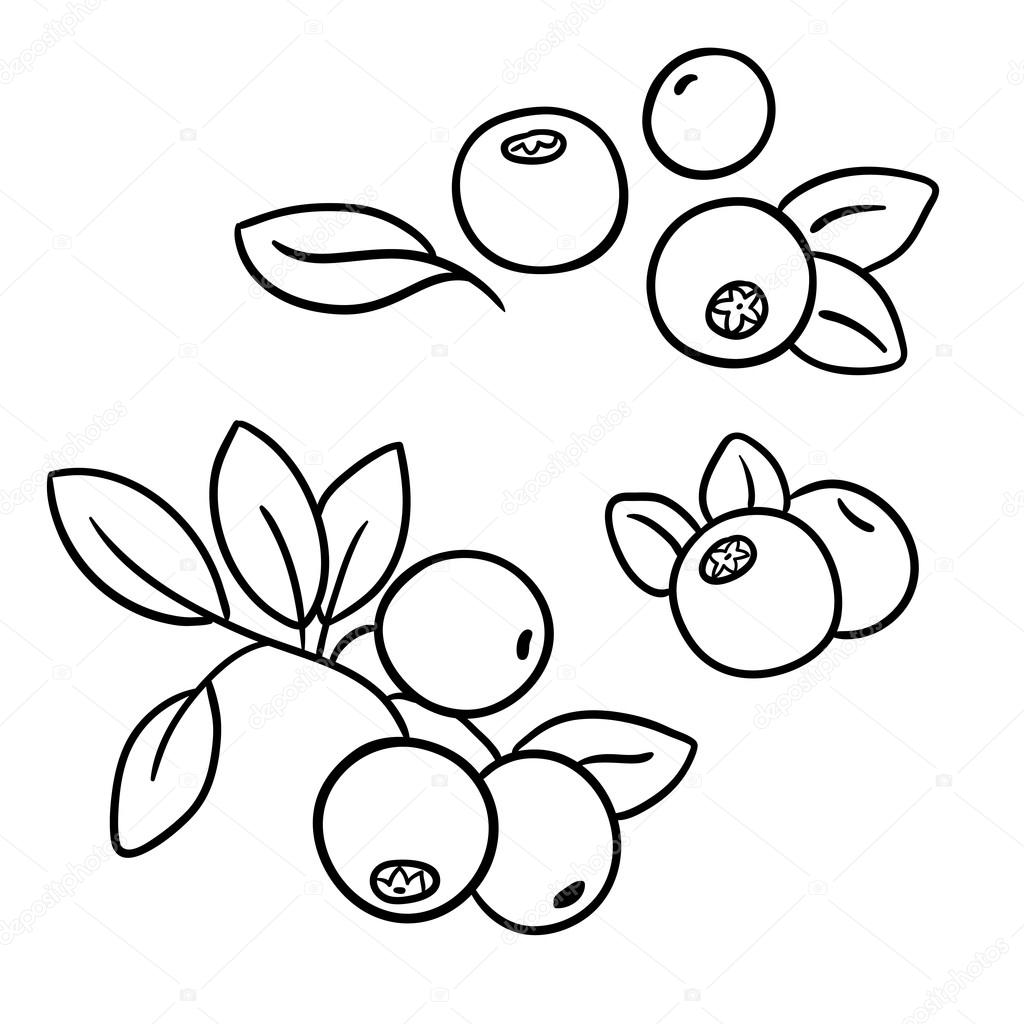 Cranberries Clip Art