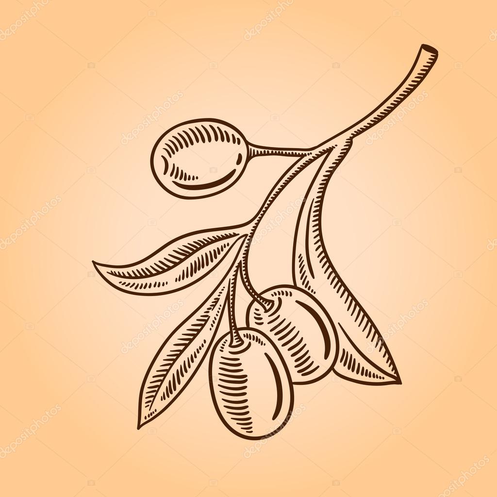 Vector sketch of olive tree branch. Engraving hand drawn style. premium