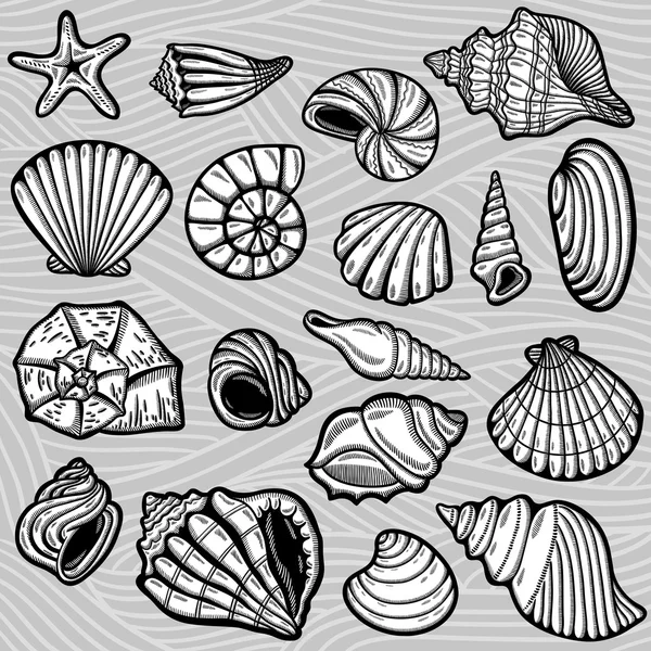 Large set of black & white graphic sea shells. Изолированные объекты. Ретро стиль . — стоковый вектор