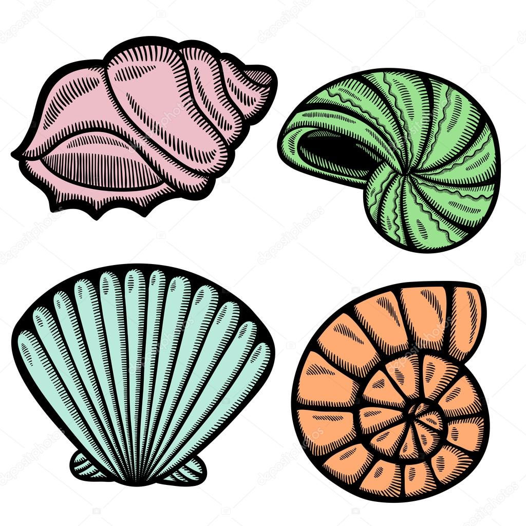 Graphic sea shells. Isolated objects on white background. Retro style.
