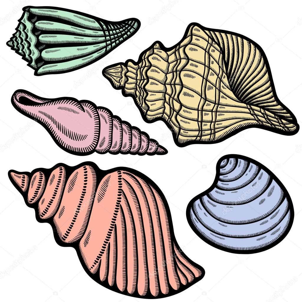 Graphic sea shells. Isolated objects on white background. Retro style.