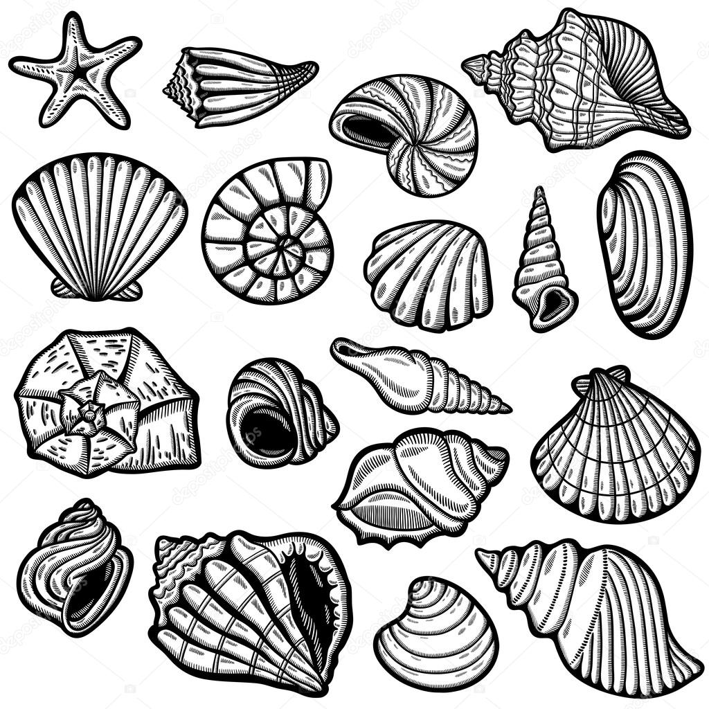 Large set of black&white graphic sea shells. Isolated objects. Retro style.