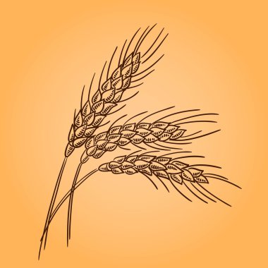 Buğday kulaklar. Retro illüstrasyon oyma. Doodle stili