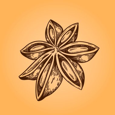 Kakule. Retro gravür tarzı. Doodle illüstrasyon. Yalıtılmış nesne