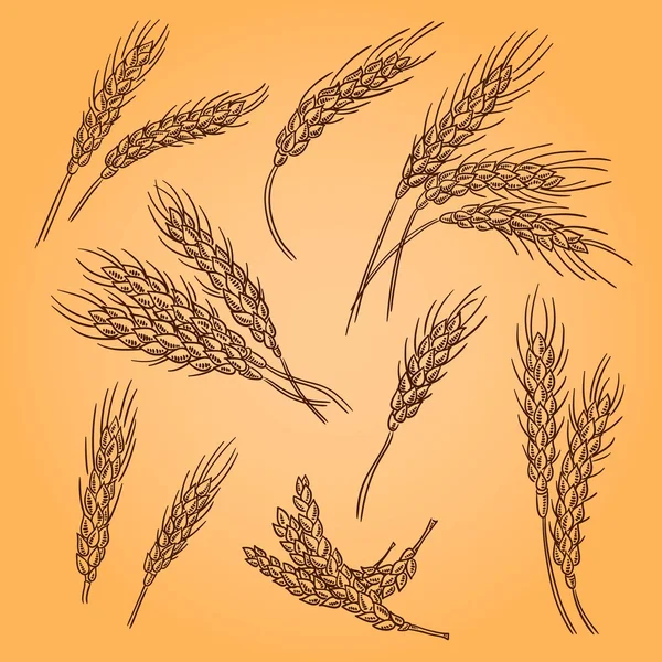 Buğday kulaklar. Retro illüstrasyon oyma. Doodle stili