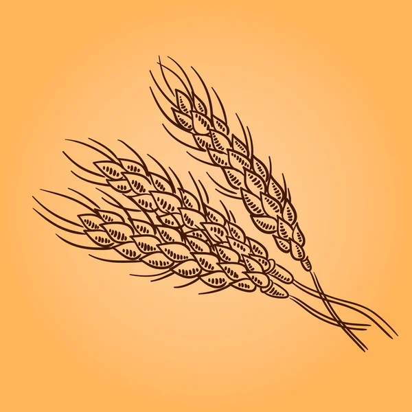 Orejas de trigo. Grabado ilustración retro. Estilo Doodle — Vector de stock