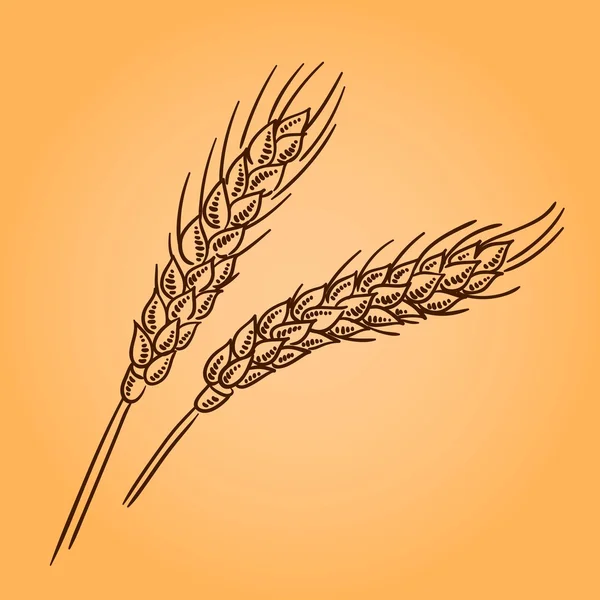 Orelhas de trigo. Gravura ilustração retro. Estilo doodle — Vetor de Stock