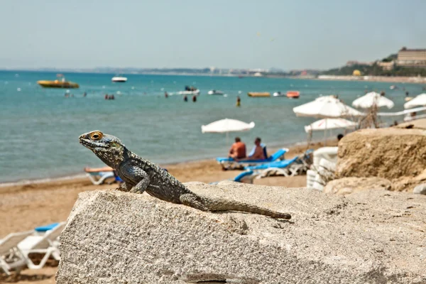 West Beach of Side, Turkey, and the lizard — Stock Photo, Image