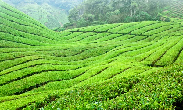 Çay tarlaları Cameron Highlands Malezya, Güneydoğu ası — Stok fotoğraf
