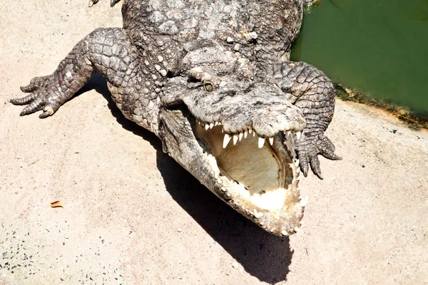 Crocodile à bouche ouverte — Photo