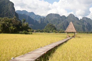 Güzel pirinç tarlaları ve Vang Vieng, Laos dağlarda