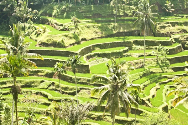Tegallalang pirinç terasları (Bali, Endonezya) — Stok fotoğraf