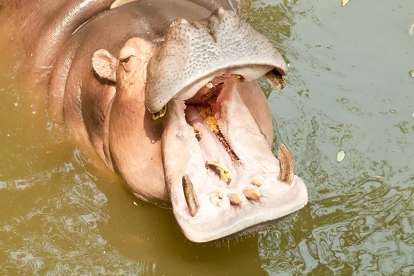 Nilpferd isst Bananen — Stockfoto