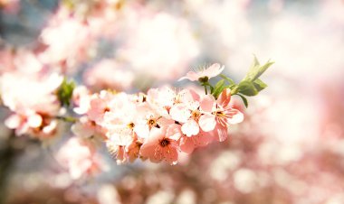 Güzel çiçek açan Japon kirazı, Sakura. Bir bahar günü çiçeklerle dolu bir arka plan. Metin için alanı kopyala