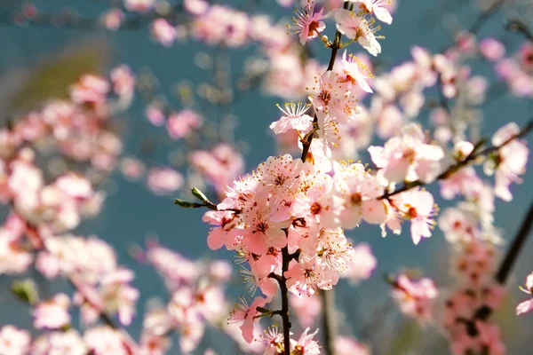 Fondo Con Flores Día Primavera —  Fotos de Stock