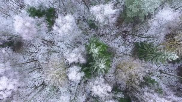 Flygfoto Vinterskog Täckt Snö Och Frost — Stockvideo