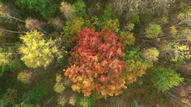 Vista Aérea Drones Floresta Outono Floresta Mista Folha Caduca Conífera — Vídeo de Stock