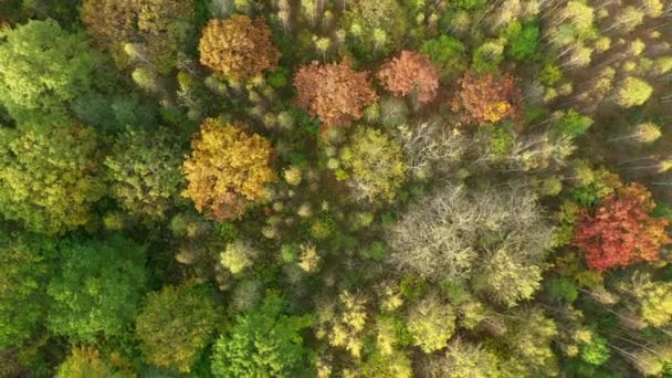 秋の森の空中ドローンビュー 混合落葉樹林と針葉樹林 美しい秋の風景 — ストック動画