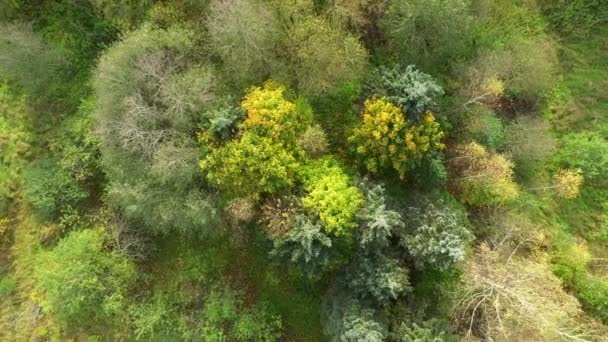 Letecký Pohled Shora Dolů Podzimní Les Zelenými Žlutými Stromy Smíšený — Stock video